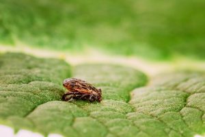 Dermacentor Reticulatus On Green Leaf. Also Known As The Ornate Cow Tick, Ornate Dog Tick, Meadow