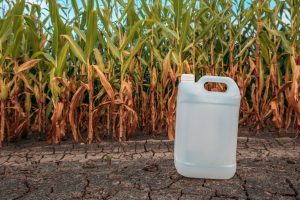White plastic pesticide chemical jug in cornfield